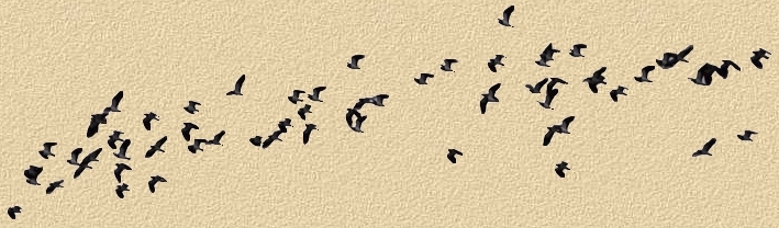 oiseaux18.jpg
